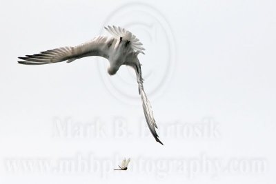 _MG_8227 Gull-billed Tern.jpg