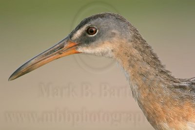 _MG_3677 Clapper Rail.jpg