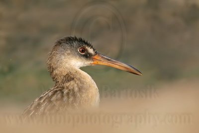 _MG_3838 Clapper Rail.jpg