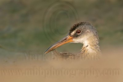 _MG_3850 Clapper Rail.jpg