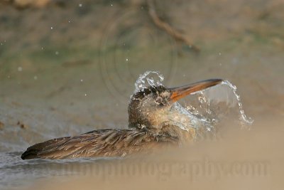 _MG_3886 Clapper Rail.jpg