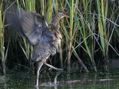 _MG_9861 Clapper Rail.jpg