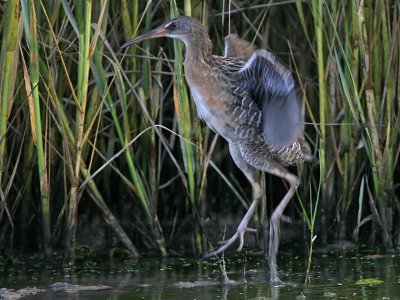 _MG_9892 Clapper Rail.jpg