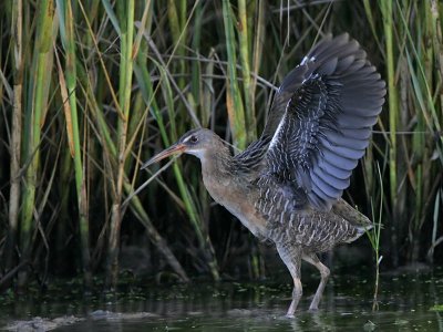 _MG_9893 Clapper Rail.jpg