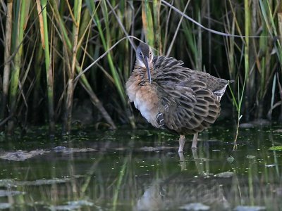 _MG_9918 Clapper Rail.jpg