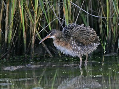 _MG_9922 Clapper Rail.jpg