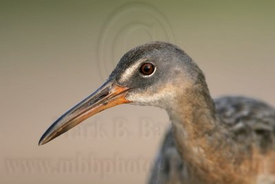 _MG_3668 Clapper Rail.jpg