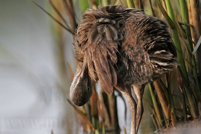 _MG_3763 Clapper Rail.jpg