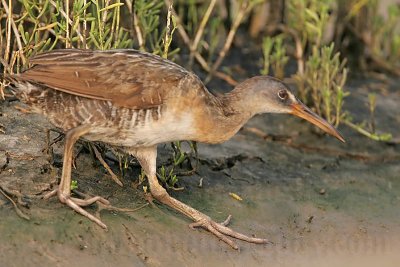 _MG_3821 Clapper Rail.jpg