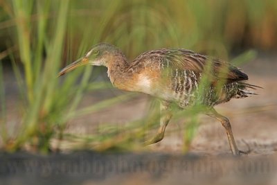 _MG_3914 Clapper Rail.jpg