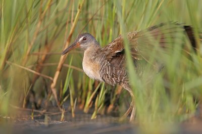 _MG_4006 Clapper Rail.jpg