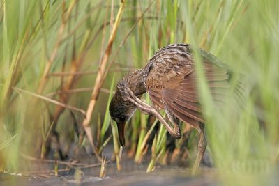 _MG_4085 Clapper Rail.jpg