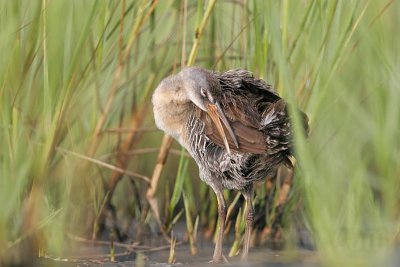 _MG_4185 Clapper Rail.jpg