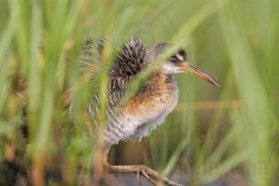 _MG_4200 Clapper Rail.jpg