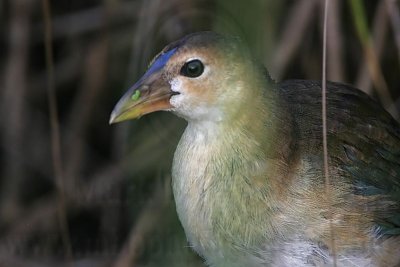 _MG_9824 Purple Gallinule.jpg