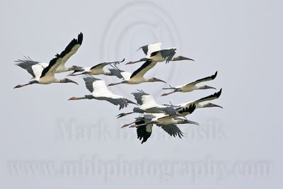 _MG_9238 Wood Stork.jpg