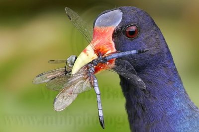 Purple Gallinule - Odonata