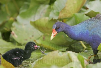 _MG_5834 Purple Gallinule.jpg