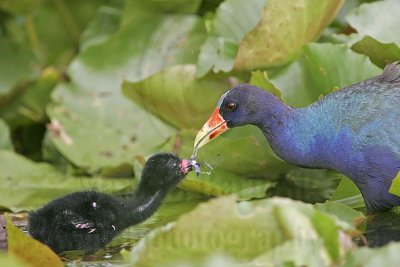 _MG_5836 Purple Gallinule.jpg