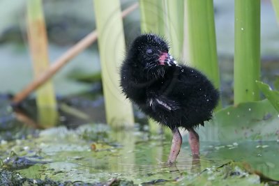 _MG_6326 Purple Gallinule.jpg