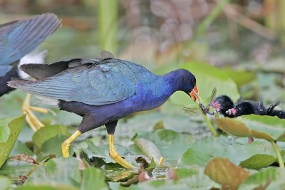 _MG_6427 Purple Gallinule.jpg