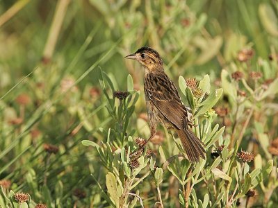 _MG_4654 Seaside Sparrow.jpg