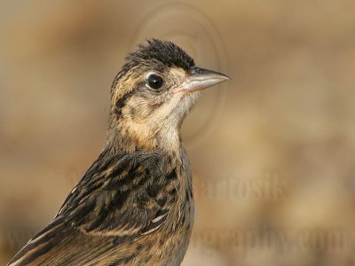 _MG_4757 Seaside Sparrow.jpg