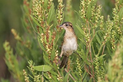 _MG_4775 Seaside Sparrow.jpg