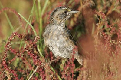 _MG_4910 Seaside Sparrow.jpg