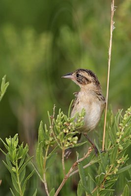 _MG_5027 Seaside Sparrow.jpg