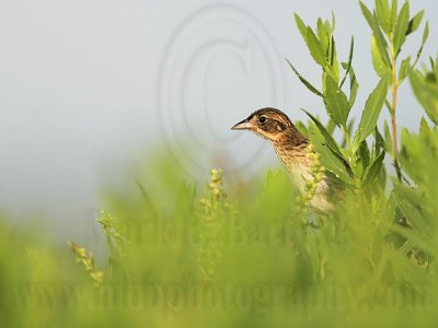 _MG_5167 Seaside Sparrow.jpg