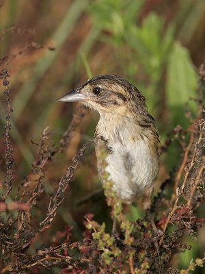 _MG_5284 Seaside Sparrow.jpg