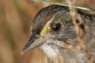 _MG_5398crop Seaside Sparrow.jpg