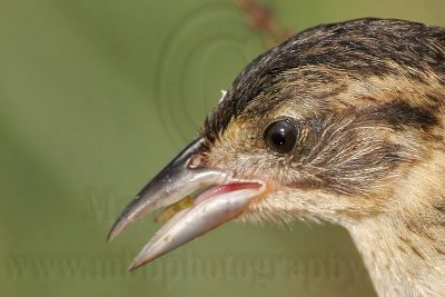 Seaside Sparrow  foraging and agonistic behaviors  UTC  August 25, 2007