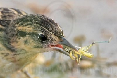 Seaside Sparrow: Food