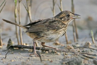 _MG_5943 Seaside Sparrow.jpg