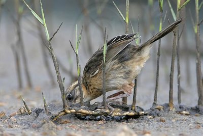_MG_6011 Seaside Sparrow.jpg