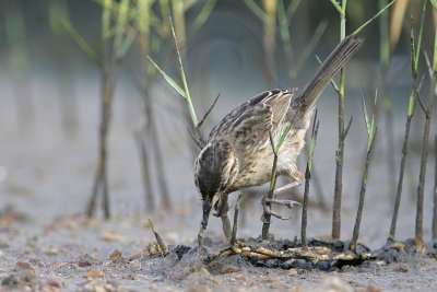 _MG_6019 Seaside Sparrow.jpg