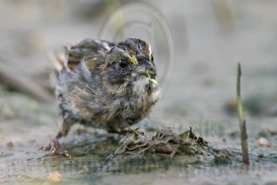 _MG_6081 Seaside Sparrow.jpg
