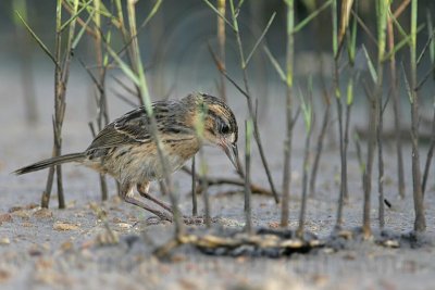 _MG_6093 Seaside Sparrow.jpg