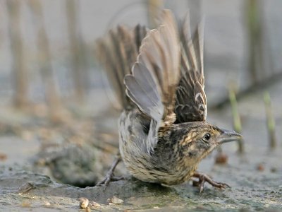 _MG_6143 Seaside Sparrow.jpg