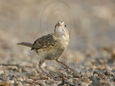 _MG_6334 Seaside Sparrow.jpg