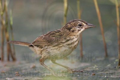 _MG_6420 Seaside Sparrow.jpg
