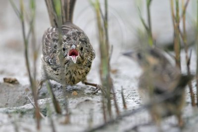 _MG_6486 Seaside Sparrow.jpg