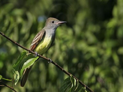 _MG_4874 Great Crested Flycatcher.jpg