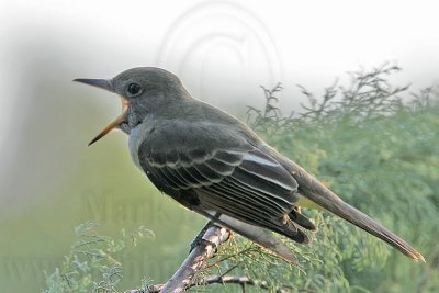 _MG_5601 Great Crested Flycatcher.jpg