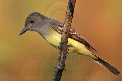 _MG_5905 Great Crested Flycatcher.jpg