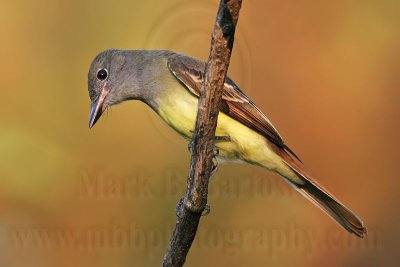 _MG_5915 Great Crested Flycatcher.jpg