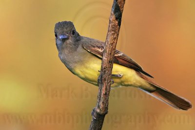 _MG_5932 Great Crested Flycatcher.jpg