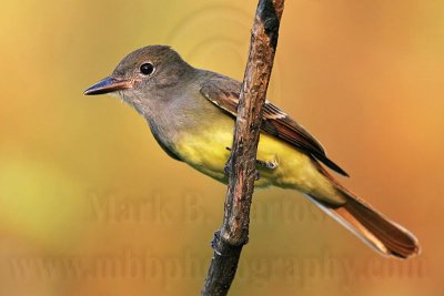 _MG_5940 Great Crested Flycatcher.jpg